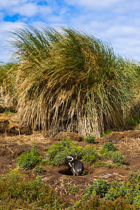 Magellanic Penguin And Burrow